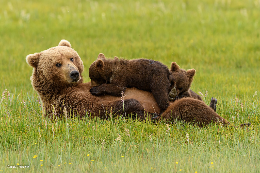always aware momma brown bear feeding her cubs. katmai nat… Flickr
