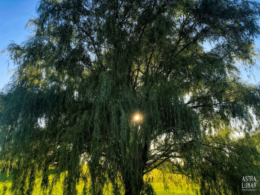 Willow Tree big willow tree by the pond Danl Blackwood