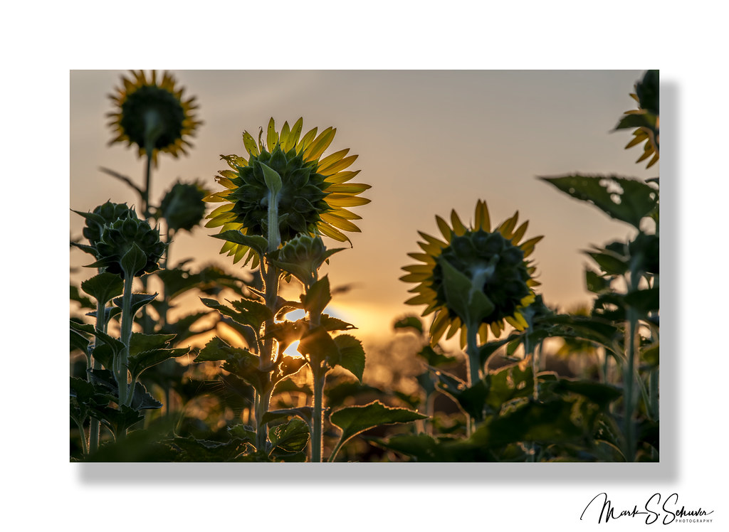 Sunflowers at Columbia Bottom Conservation Area No 6 Flickr
