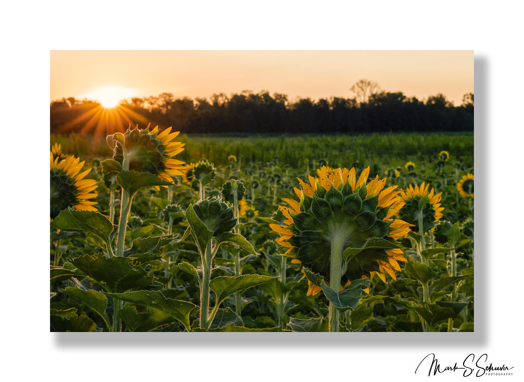 Sunflowers at Columbia Bottom Conservation Area No 4 Flickr
