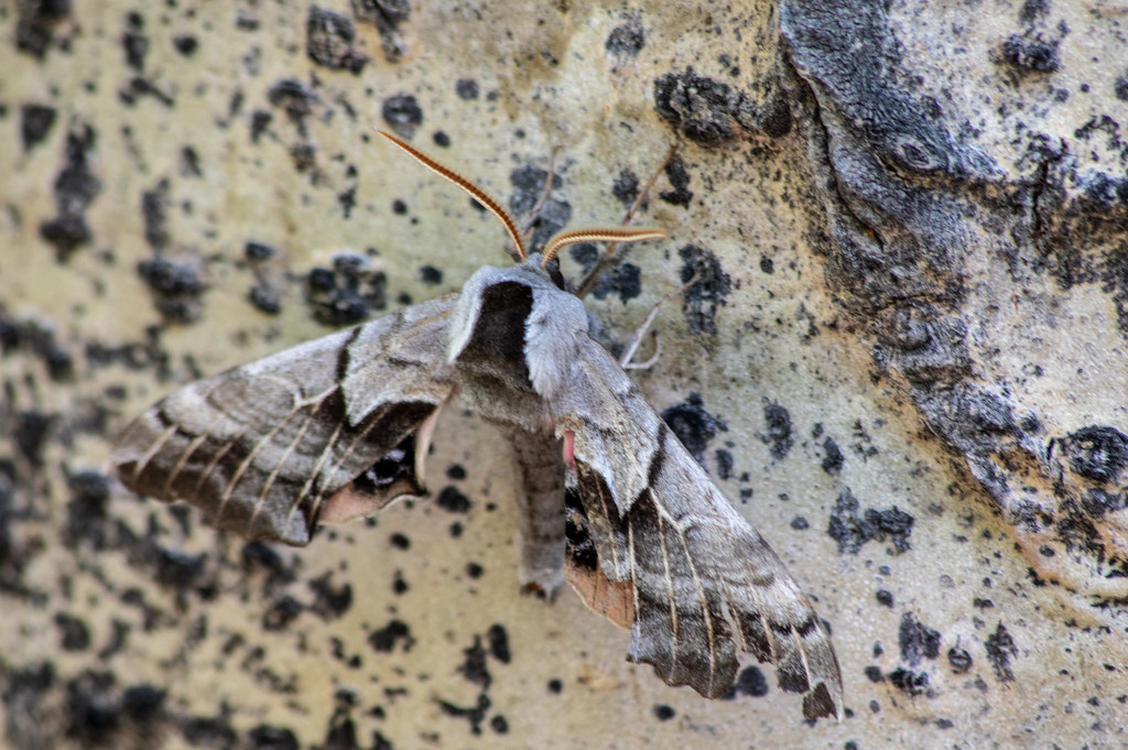 Oneeyed Sphinx Moth (Smerinthus cerisyi), Chaffee County … Flickr