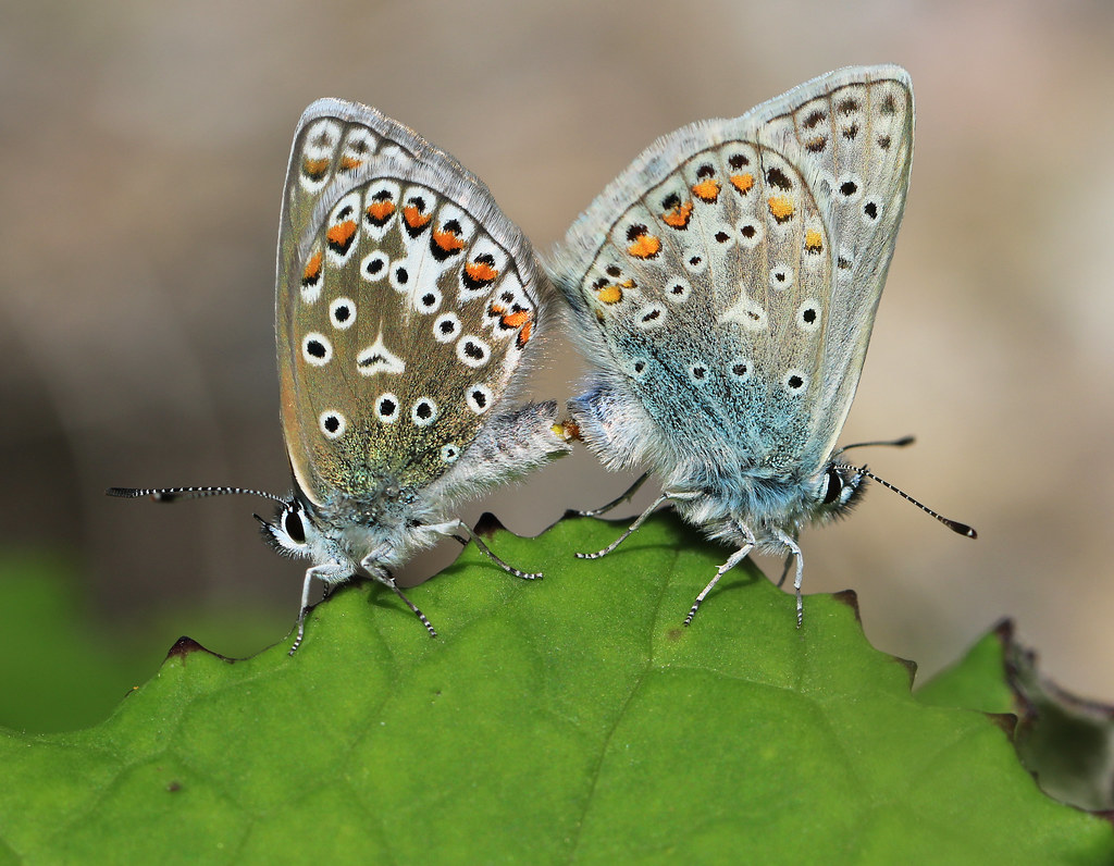 Common Blue Butterflies mating Common Blue (Polyommatus ic… Flickr