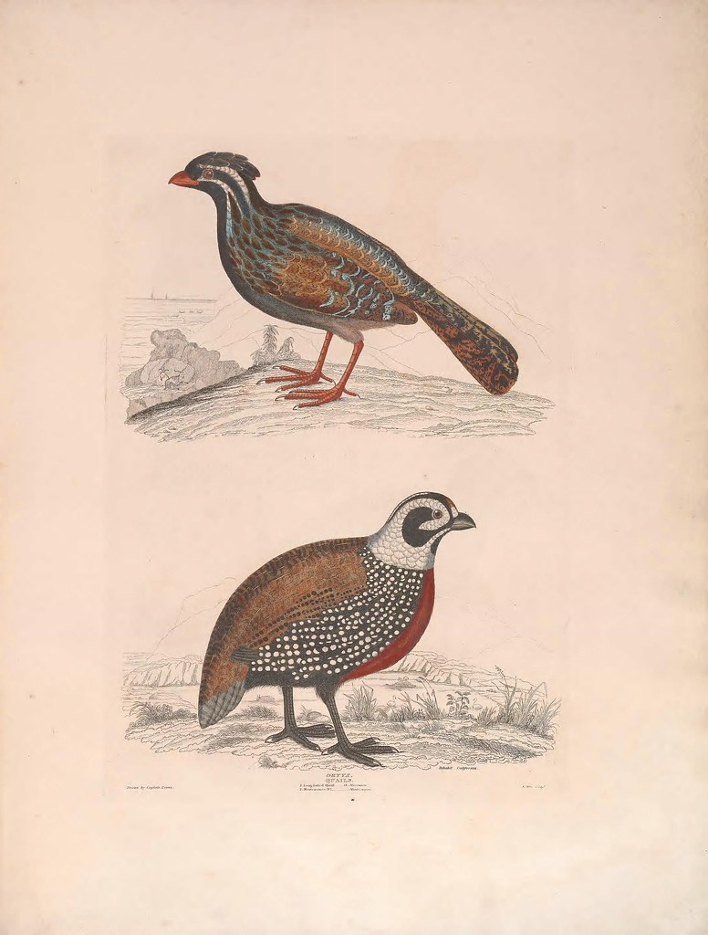 n36_w1150 Illustrations of the game birds of North America… Flickr