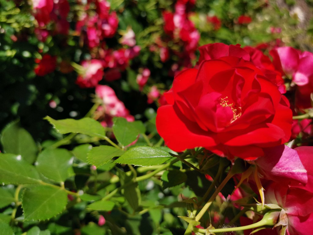 Where the wild roses grow... Ahol a vadrózsák nőnek... Flickr