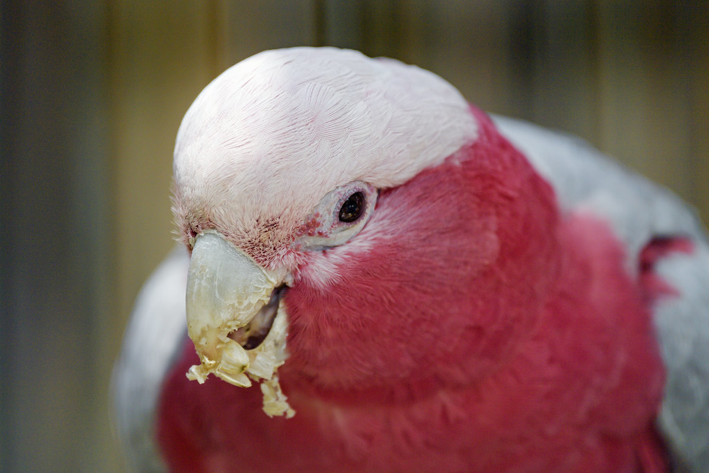 Galah eating seeds a photo on Flickriver