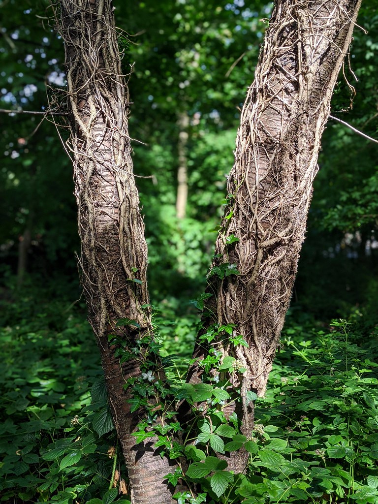 Double Tree Trunk in the Forest Light Richard Brunton Flickr