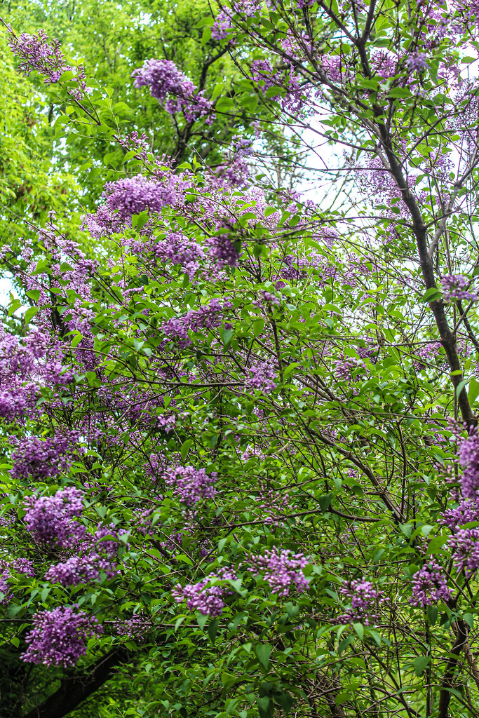 My Lilac Bush A beautiful lilac bush grows in my backyard.… Flickr