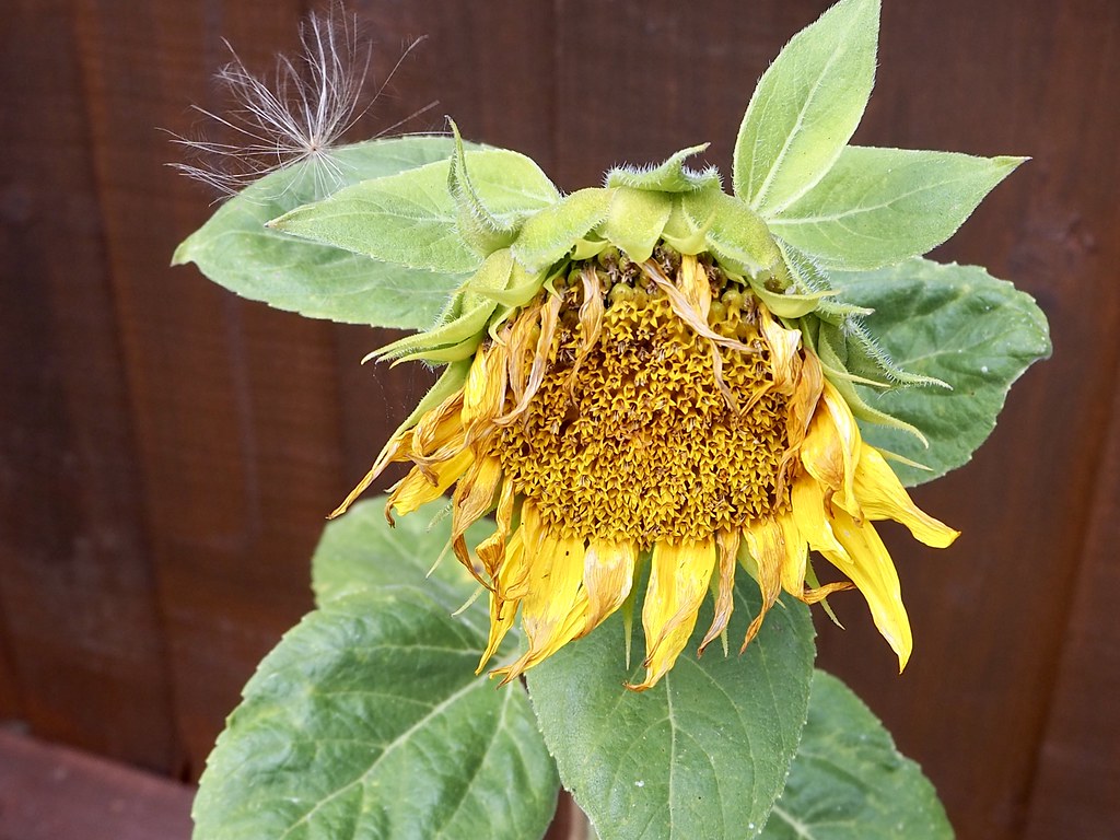 Dying sunflower OLYMPUS DIGITAL CAMERA Beverley Simmons Flickr