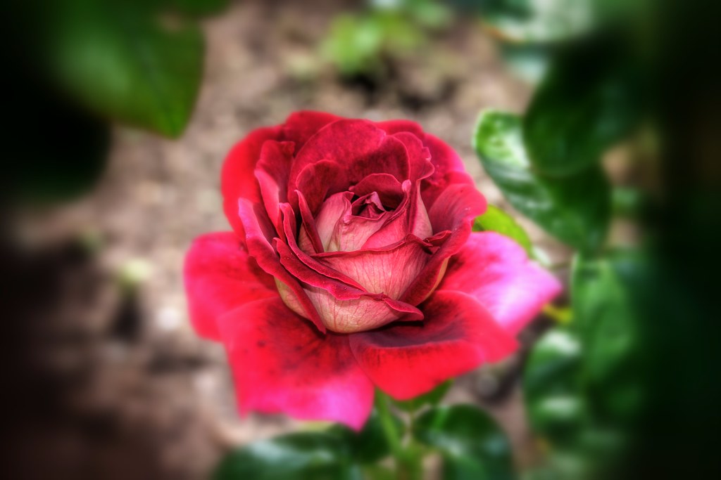 Stratford Ontario Canada Rose Flower Shakespearean G… Flickr