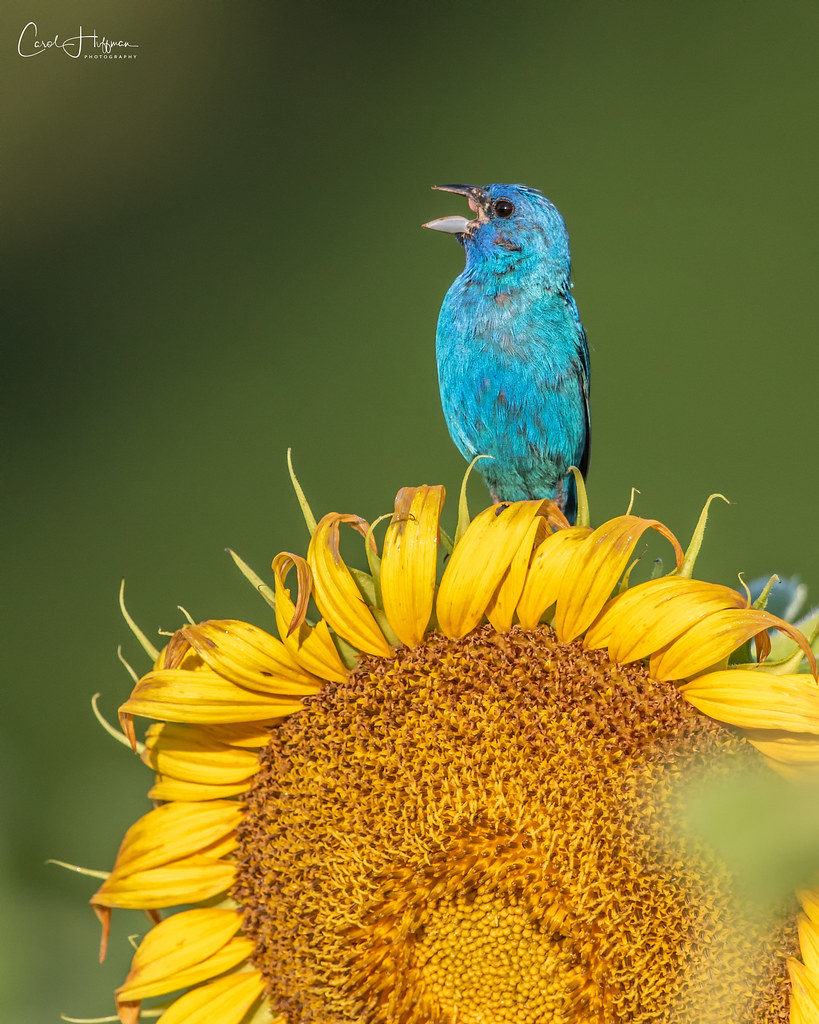 Sunflower Ornament Male Indigo Bunting atop sunflower at M… Flickr