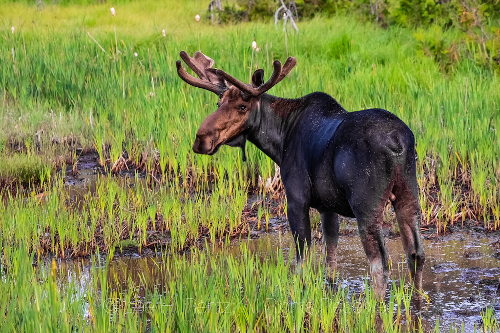Bull Moose in Michigan's Upper Peninsula Bull Moose, Alces… Flickr