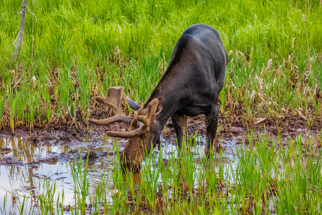Bull Moose in Michigan's Upper Peninsula Bull Moose, Alces… Flickr