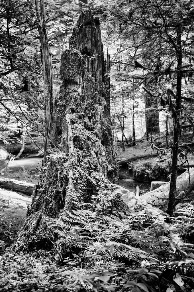 Im Welzheimer Wald Emson0612 Flickr
