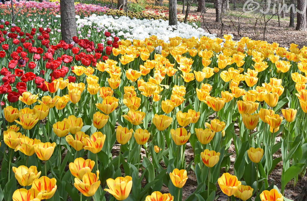 Tulips and More Tulips Garvan Woodland Gardens has thousan… Flickr