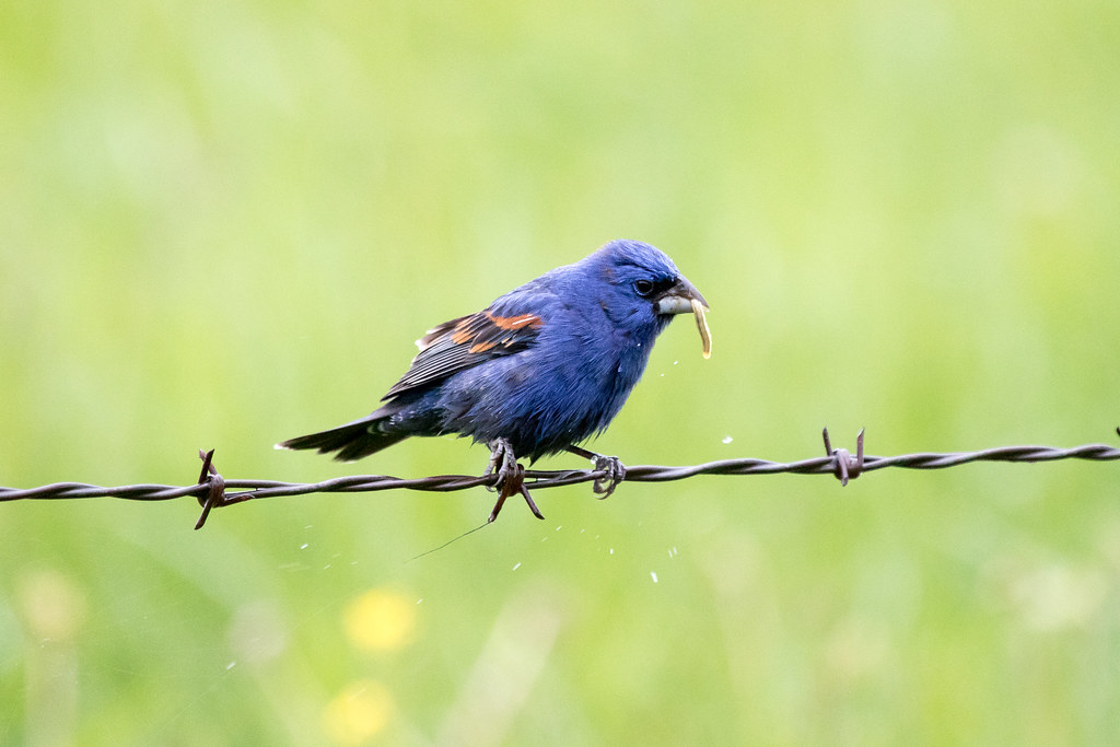 Birds Eating Insects Flickr