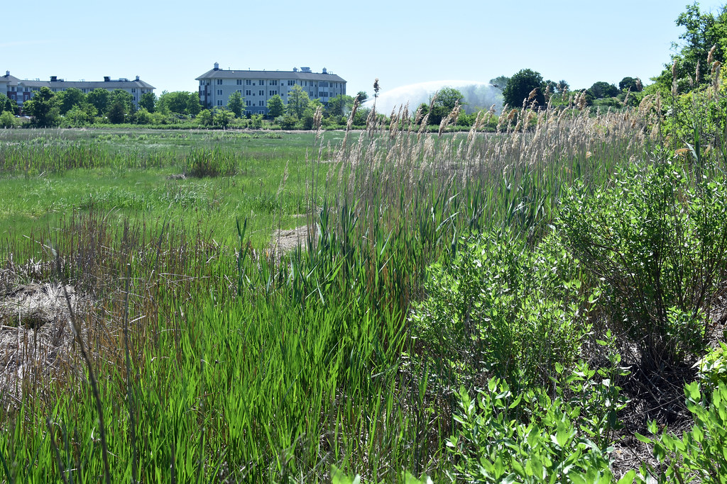 Billings Creek marsh Squantum Gardens apartments at left r… Flickr