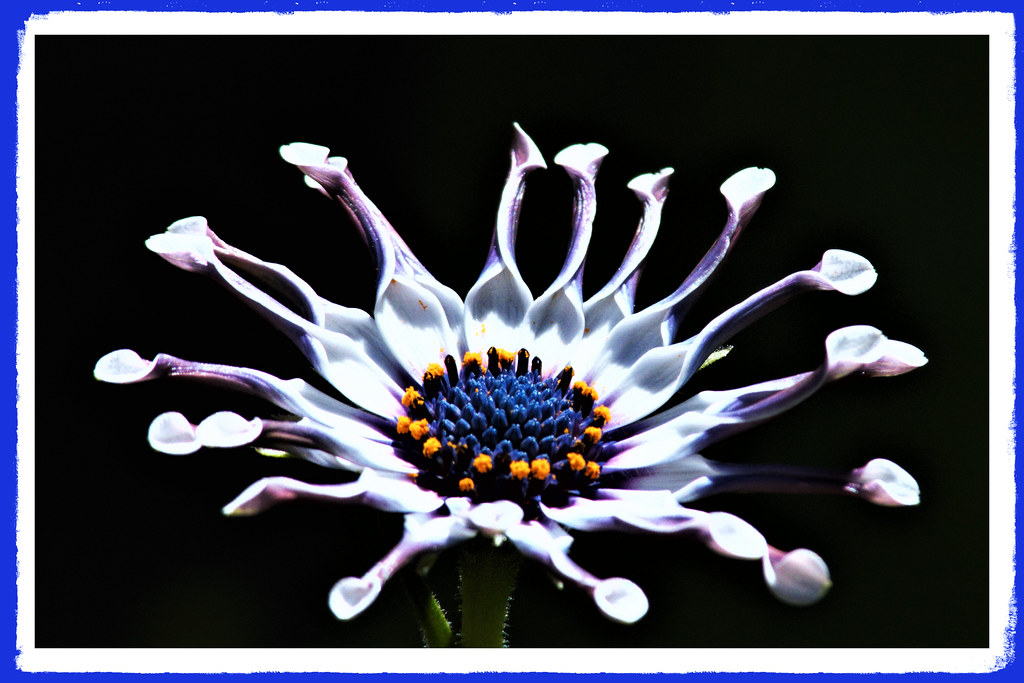 White spider A flower on my Osteospermum Spider White plan… Flickr