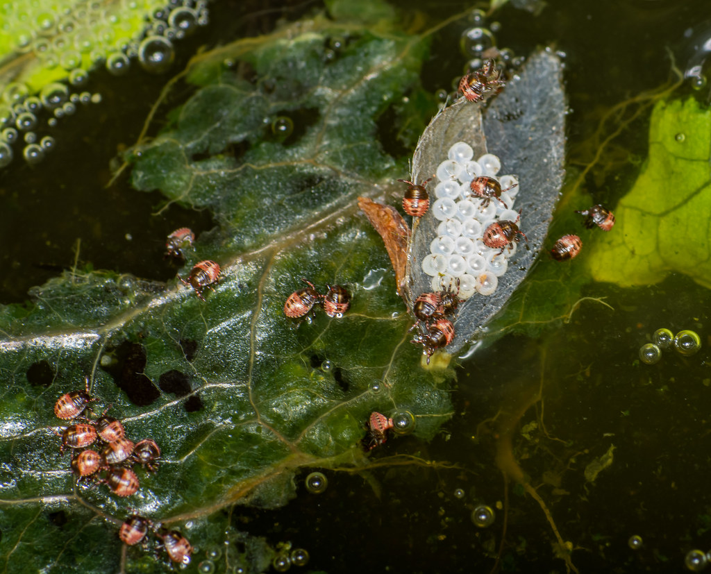 They Hatched I found this cluster of eggs about a week ago… Flickr