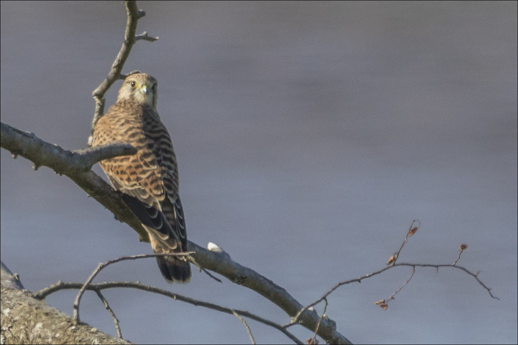 Kestrel Kestrel on the Wales Coast Path between Caldicot a… Flickr