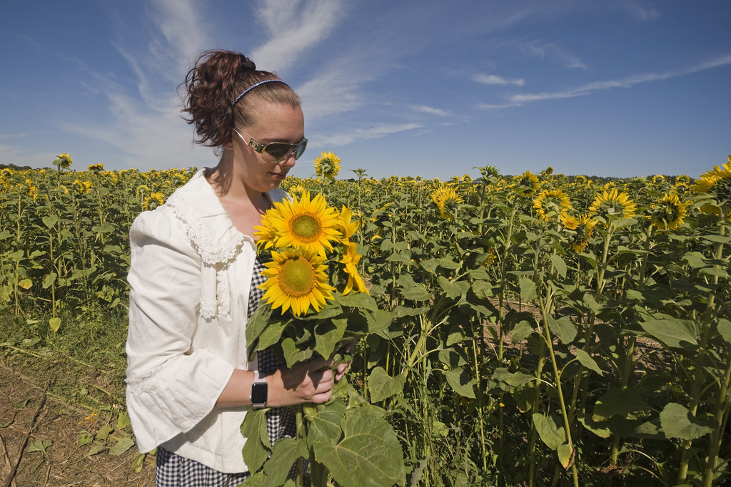 Sunflowers Sam's Sunflowers, Hayling Island, Hampshire