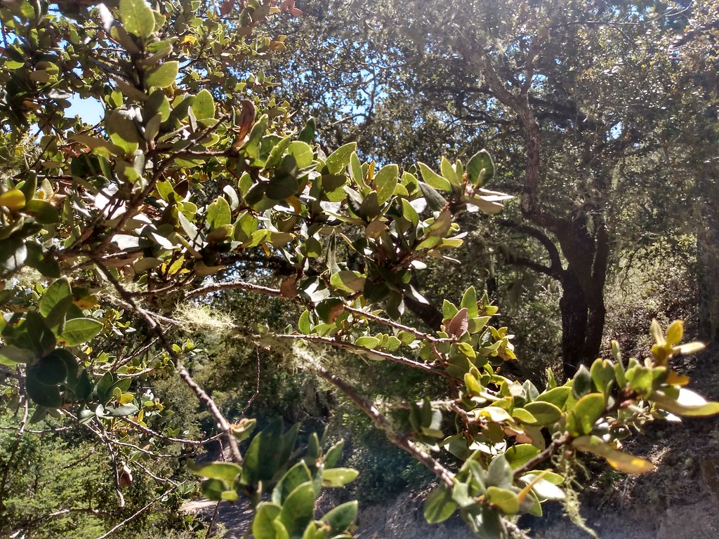 Canyon Live Oak, Quercus chrysolepis Santa Cruz Co. CA 7/3… Flickr