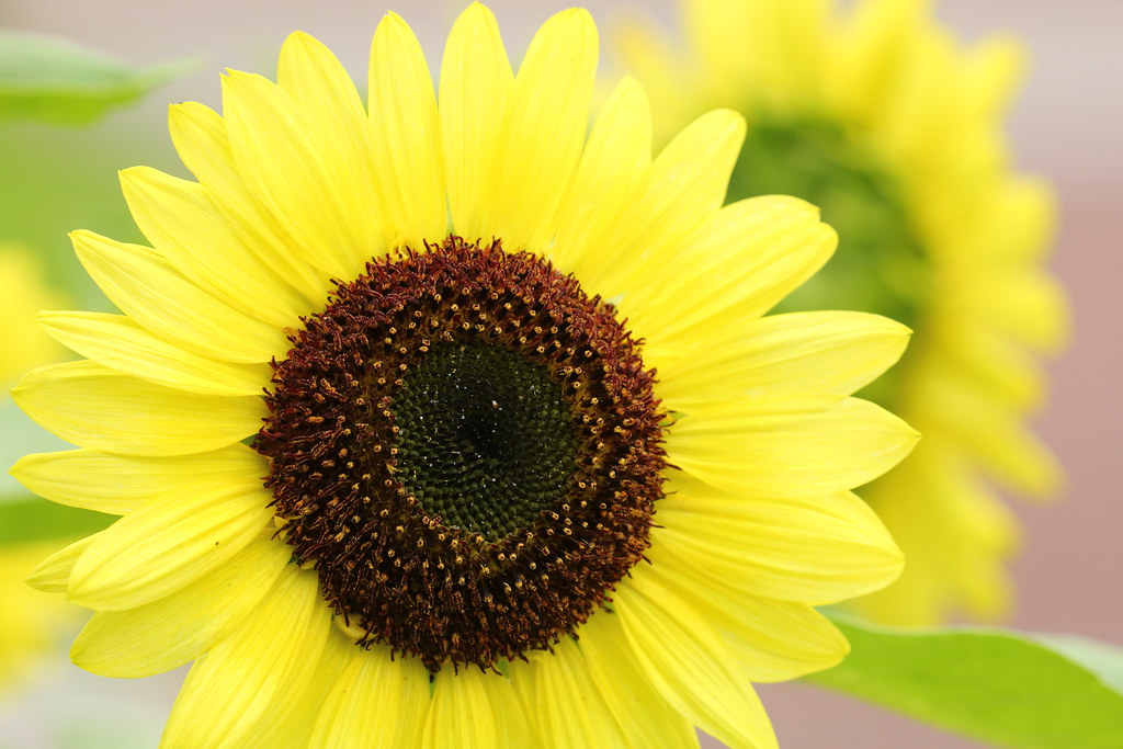 Sunflower Located Kyoto Botanical Garden Shimogamo Hangi… Flickr
