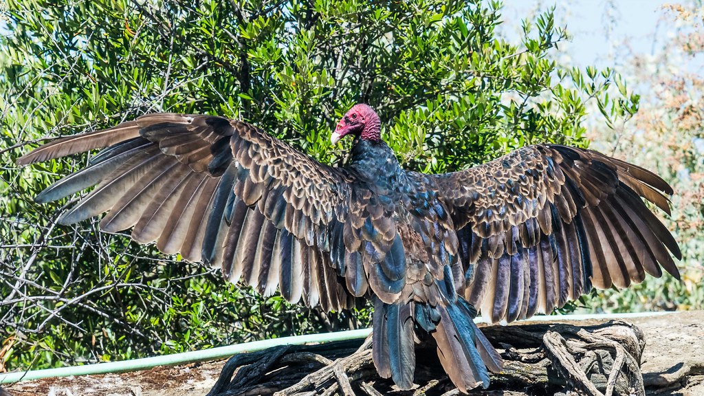 Turkey Vulture Catching Some Rays Hang Ngo Flickr