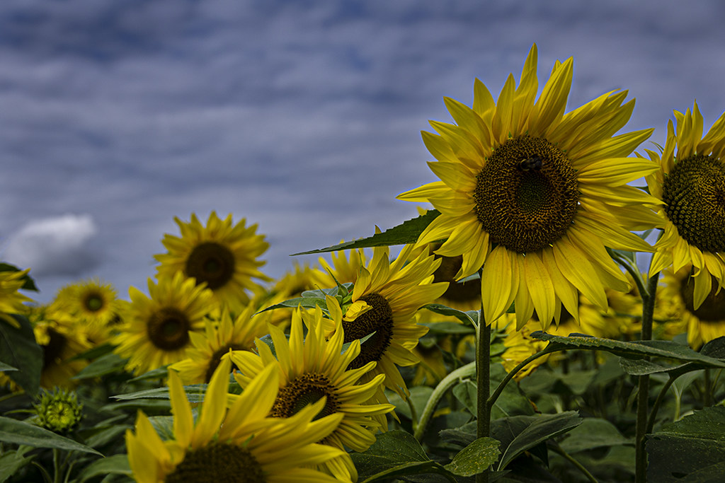 Sunflower Sunflowers growing in the Annapolis Valley, Nova… Flickr