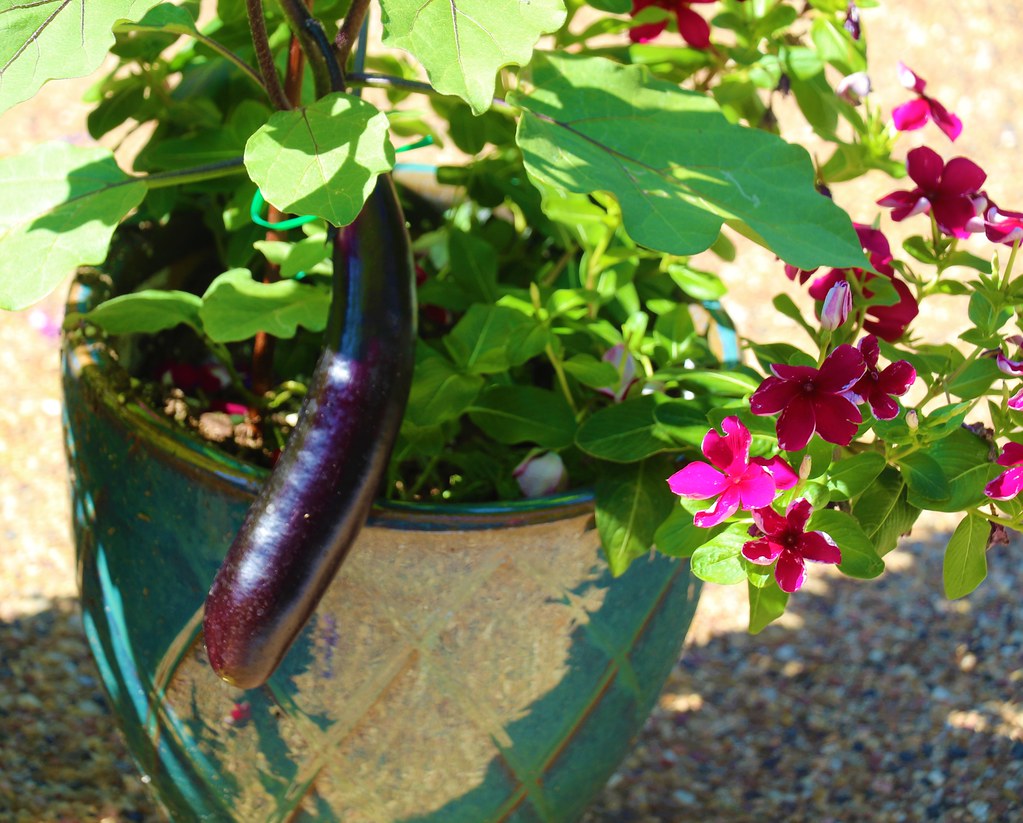 Eggplant ready to pick! Sandra Kent Flickr