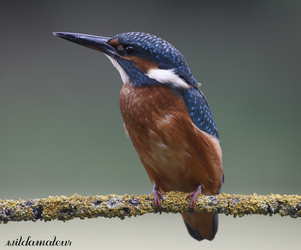 Kingfisher (juvenile female) Taken on 1st August 2020. Flickr