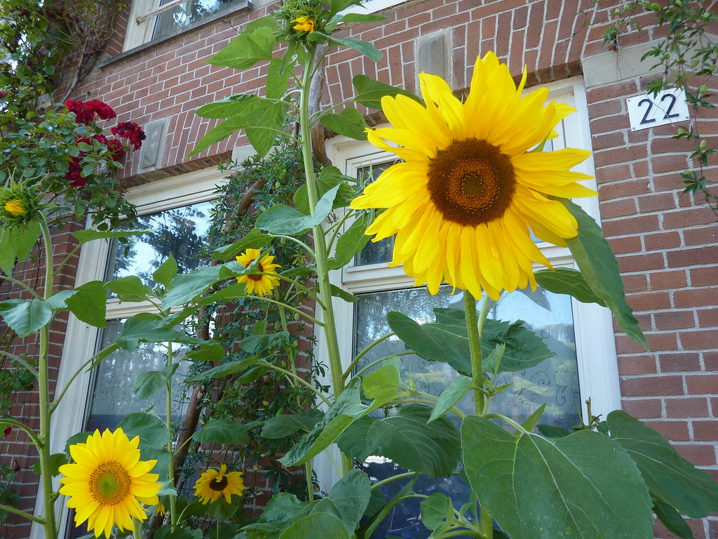 Amsterdam, Sunflowers Amsterdam, The Netherlands. Truus an… Flickr