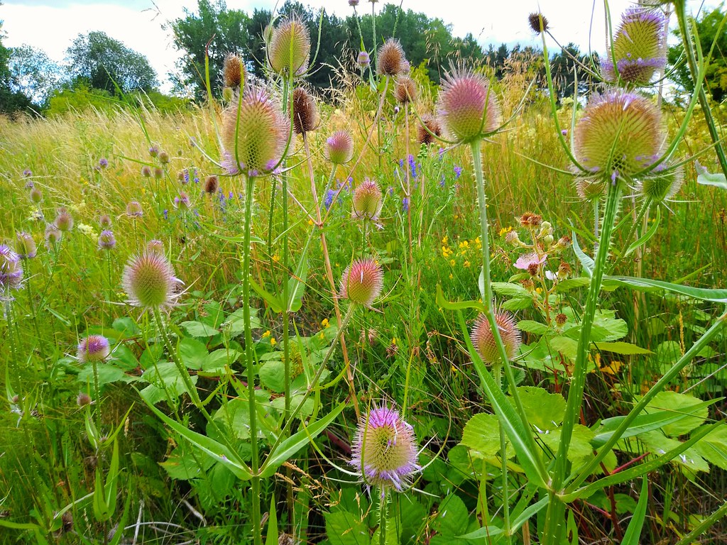 Barbers Brush Growing wild Sorted Wendy Flickr