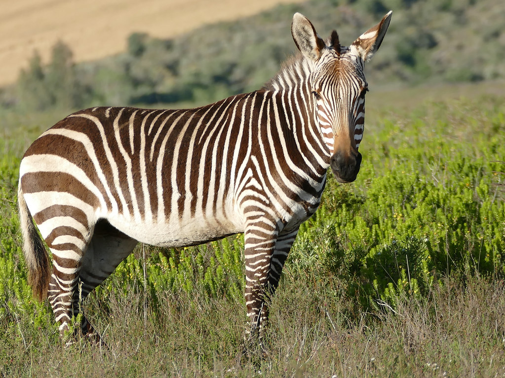 Cape Mountain Zebra (Equus zebra zebra) Bontebok NP, Swell… Flickr