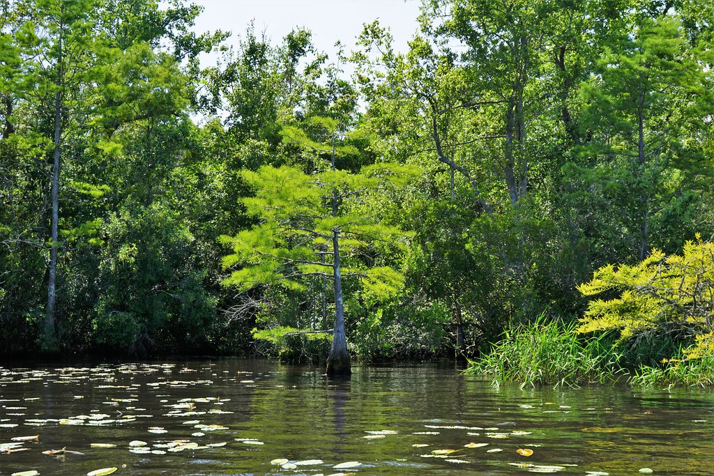 scene Great Lake croatan NF KG (11) NC Wetlands Flickr