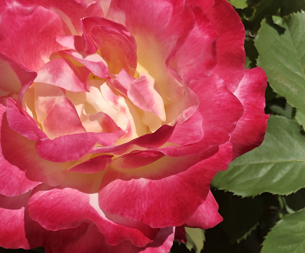 Flowers Week152 Flowers "Please feel free to post as man… Flickr