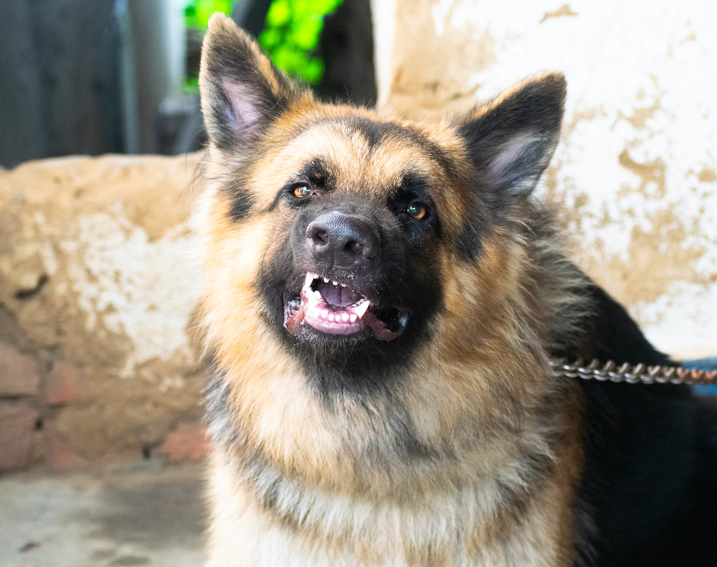 +37 German Shepherd Dogs Barking