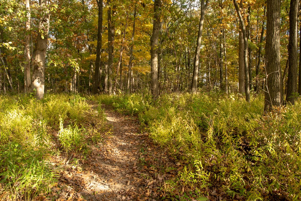 Black Pond Woods 1617 Flickr