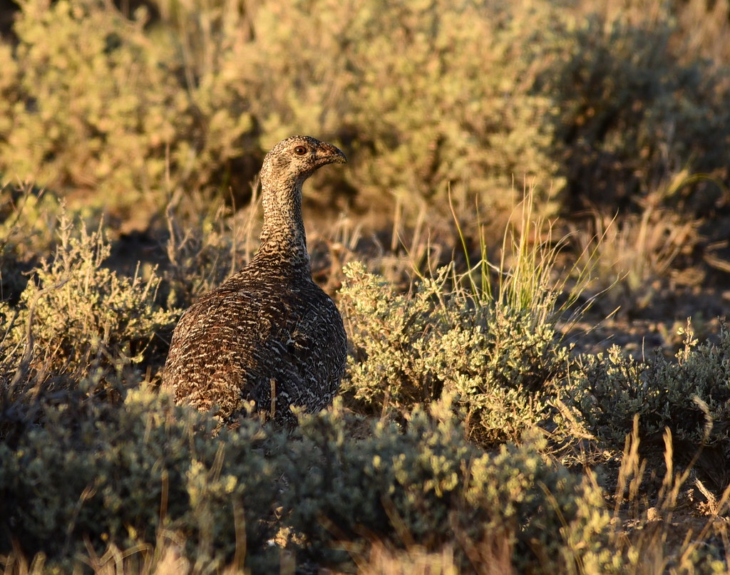 Greater sagegrouse at Seedskadee National Wildlife Refuge… Flickr