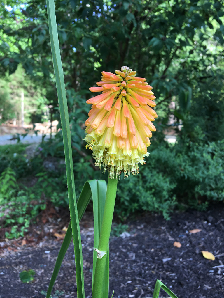 Kniphofia sp 01 cultivated, Hillsborough, North Carolina, … Scott