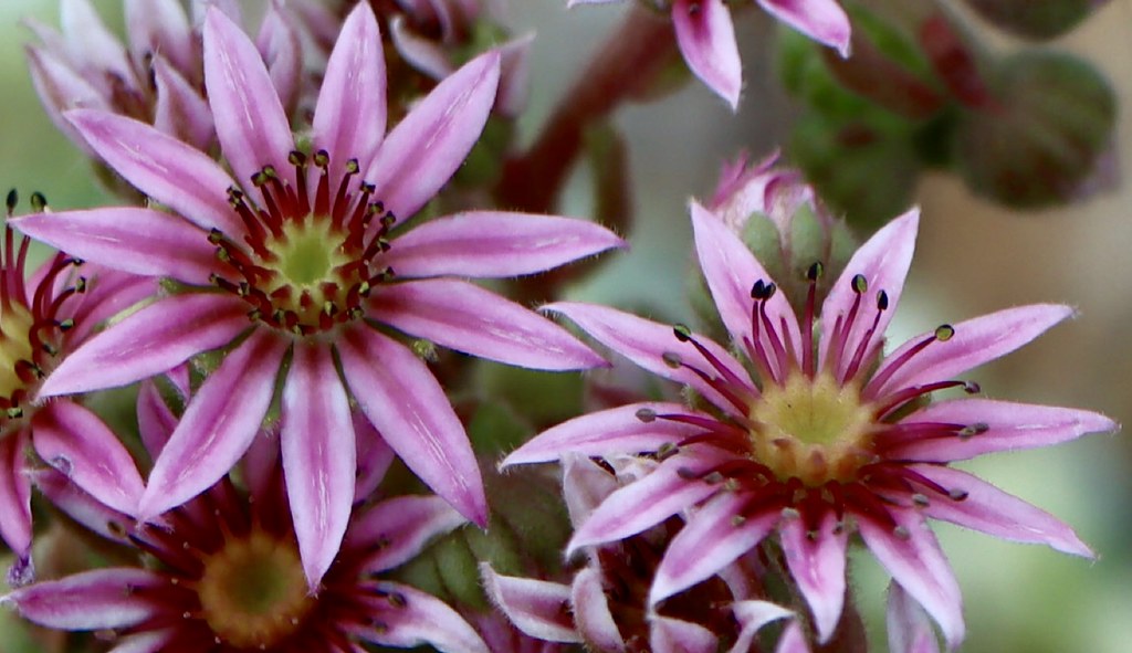 Neighborhood flowers Montrose Colorado 2020 John Abraham Flickr