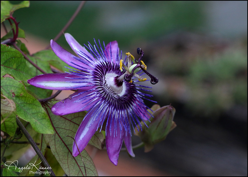 My Passion... is this Passion Flower plant that I bought l… Flickr