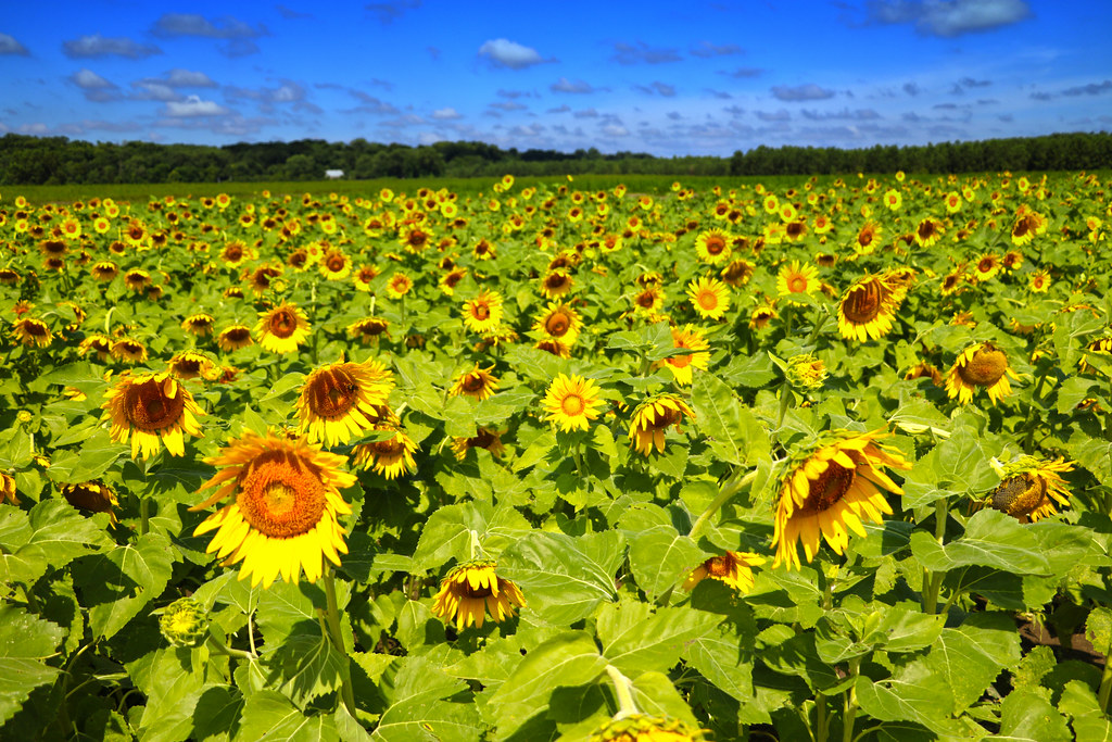 Sun Flower Trail Columbia Bottom Conservation Area Flickr