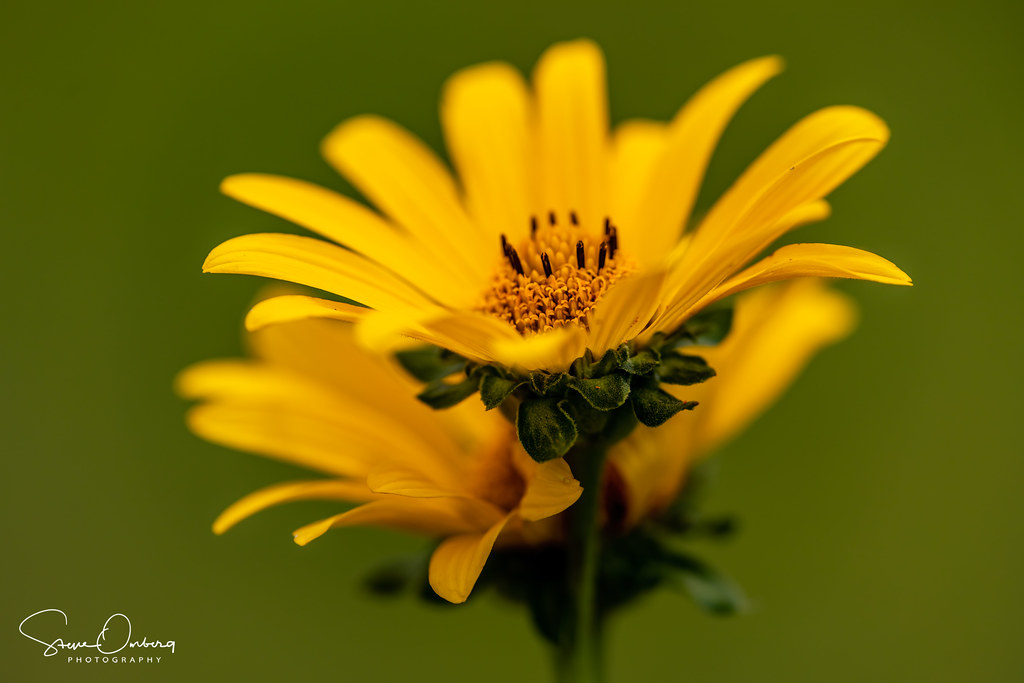 Dean Flowers202008056 Steve Ornberg Flickr