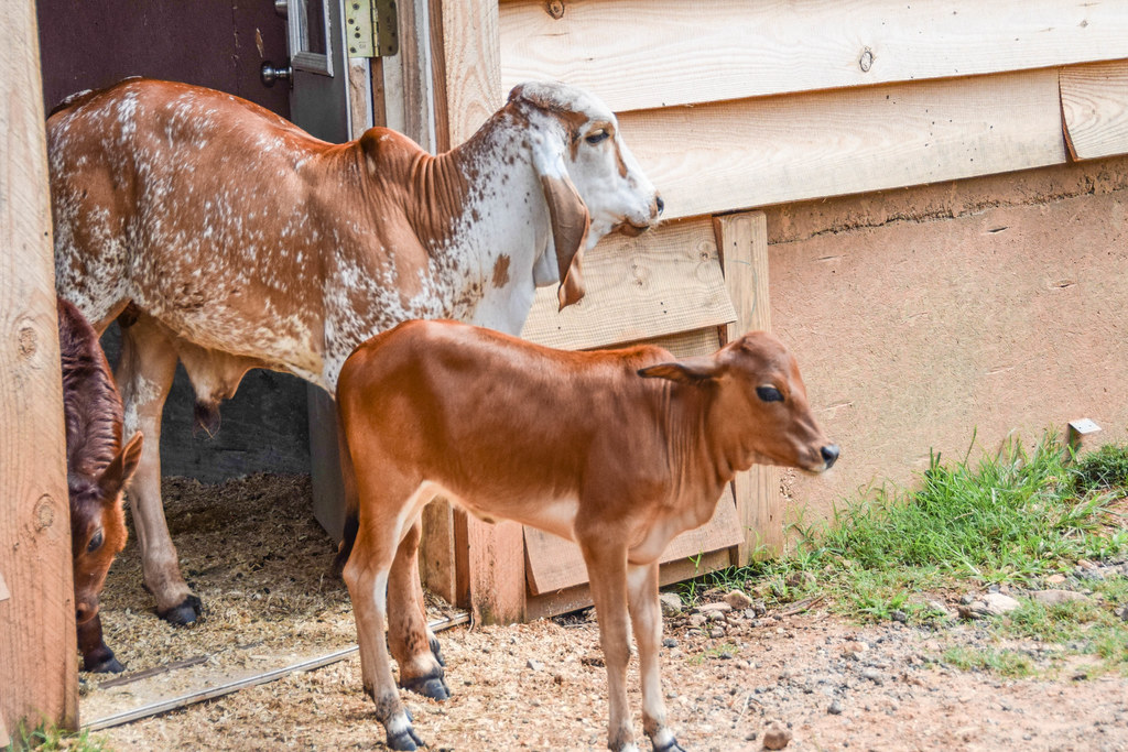 Zootastic Park of Lake Norman, Troutman North Carolina Flickr