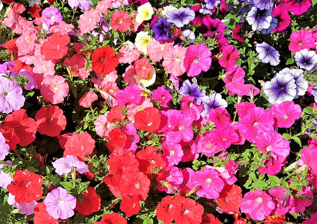 Petunias Petunias at 28 Nine Elms Road, Gloucester Roger Smith Flickr