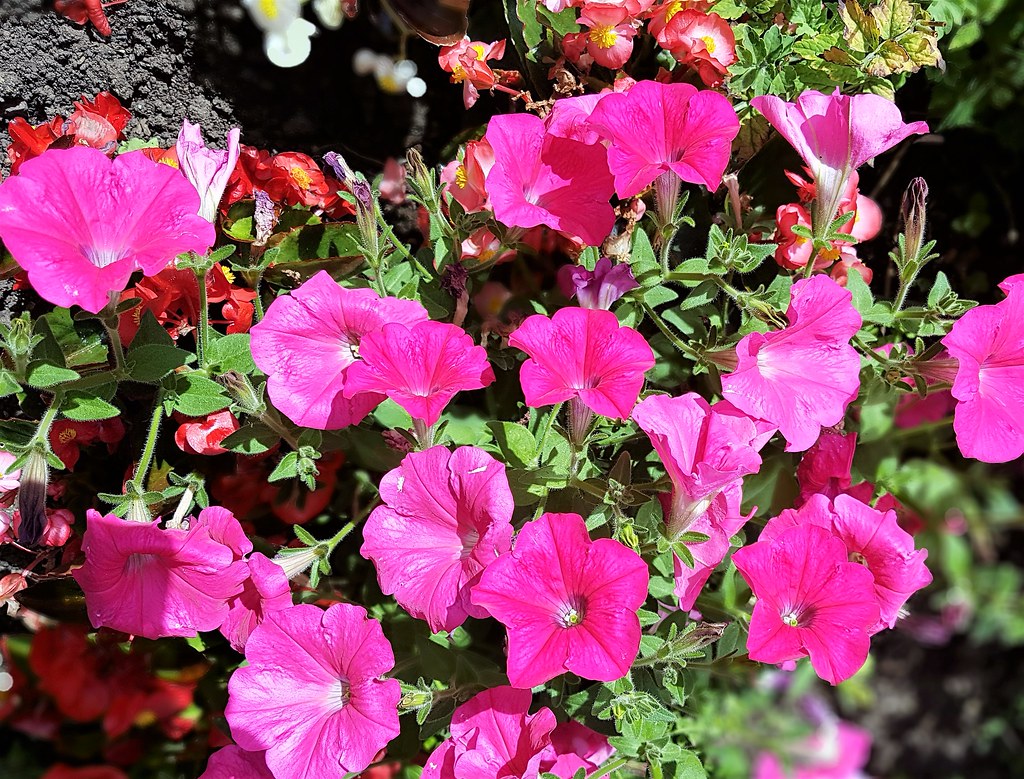 Petunias Petunias at 28 Nine Elms Road, Gloucester Roger Smith Flickr