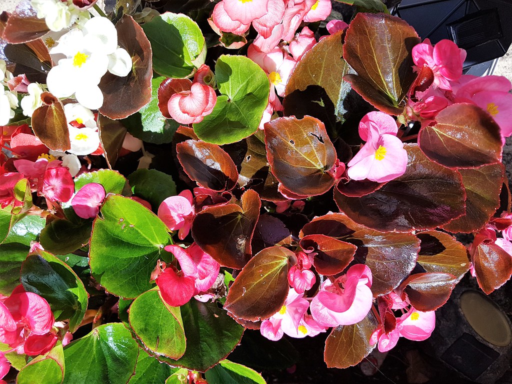 Begonias Begonias at 28 Nine Elms Road, Gloucester Roger Smith Flickr