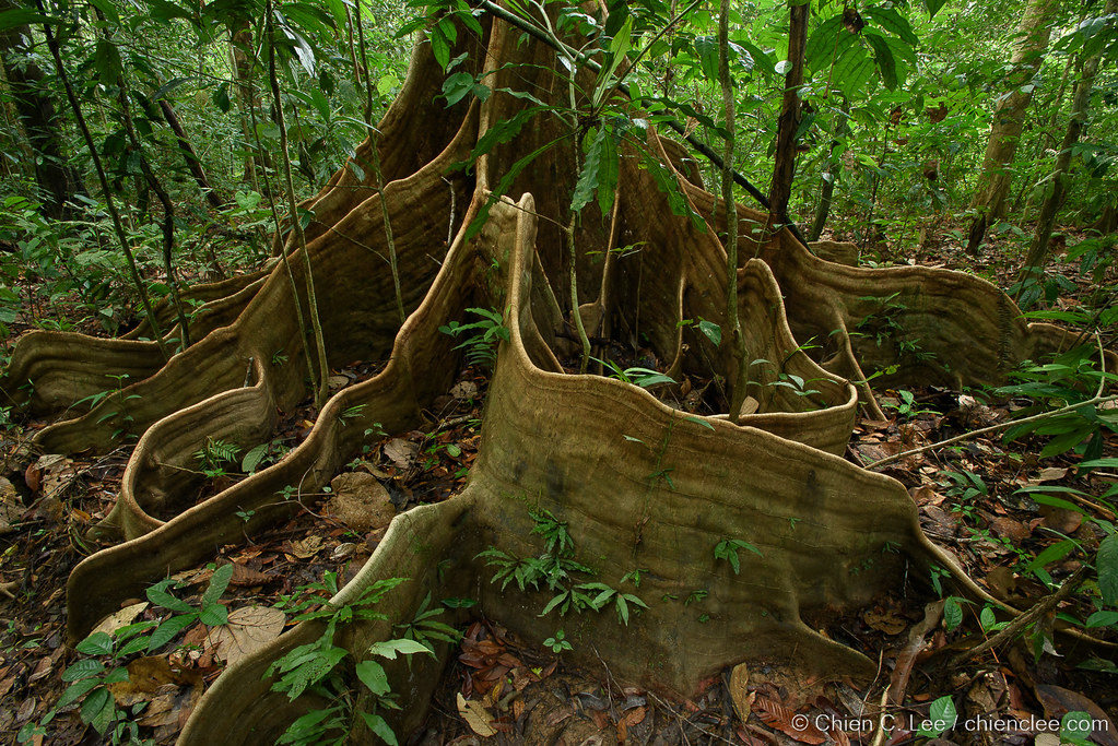 Buttress roots of Bornean rainforest tree Bornean rainfore… Flickr
