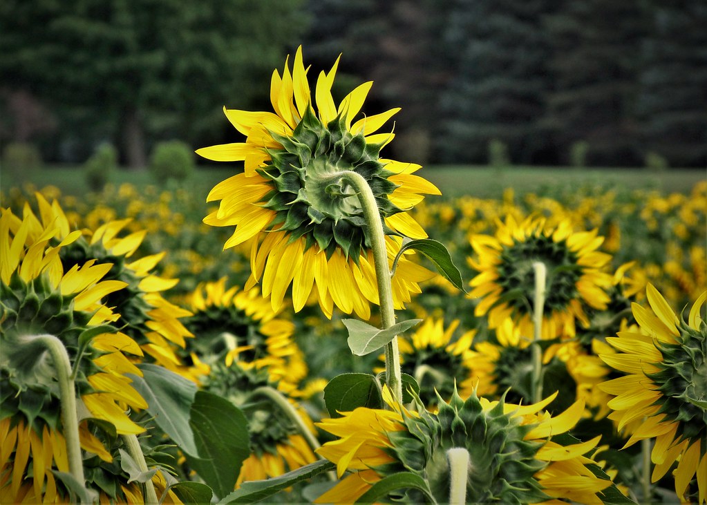 Keeping Watch Sunflower field seen near Howell Michigan. Cheryl