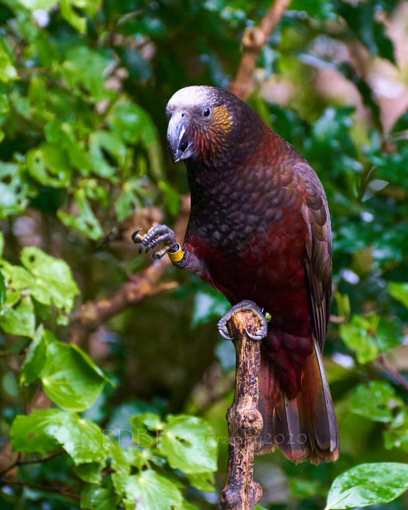 Zealandia Birdlife 22 Zealandia Wildlife Sanctuary is a va… Flickr